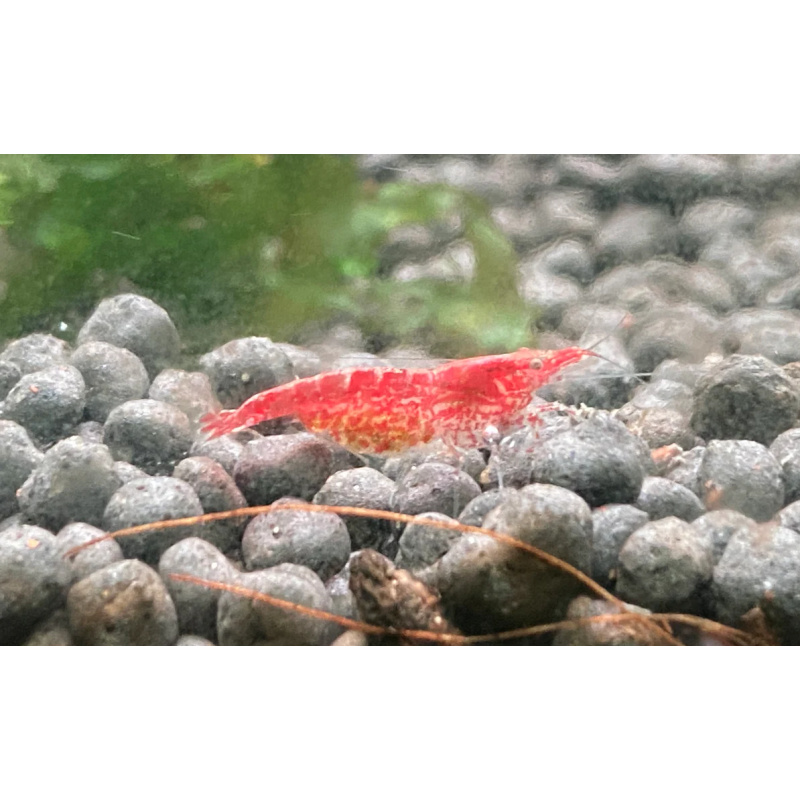 Cheap 15 Low Grade Red Shrimps , comes with 15 Free Shrimps