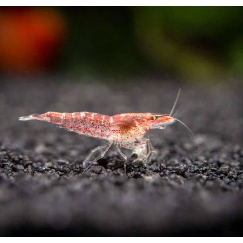 Cheap 15 Low Grade Red Shrimps, , comes with 10 Free Shrimps