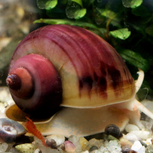 2x Magenta Mystery Snails
