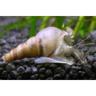 Cheap Malaysian Trumpet Snails 25 for 10 Free Postage