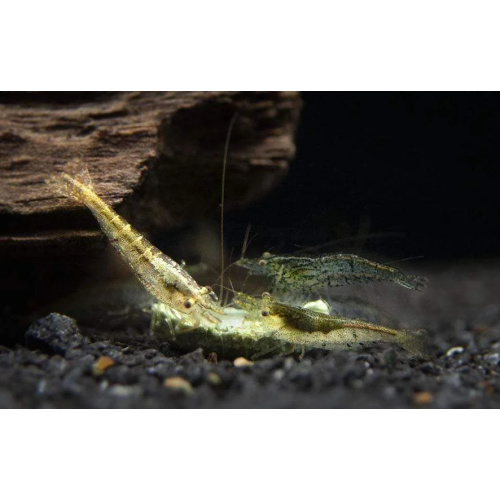 Mixed Cull Neocardina Shrimp and Wild Shrimp x10 +2 Free