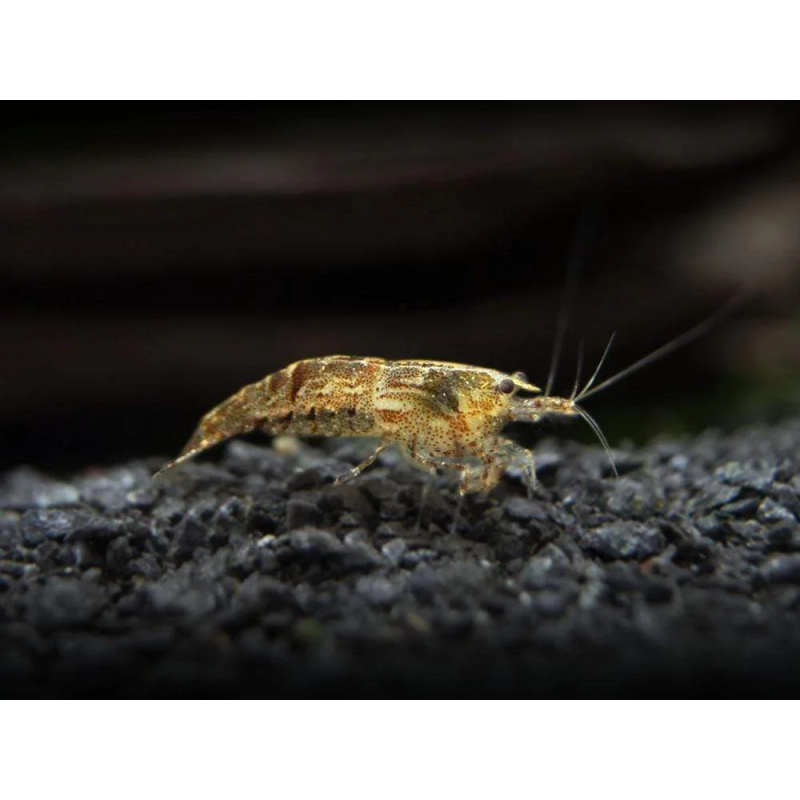 Mixed Cull Neocardina Shrimp and Wild Shrimp x10 +2 Free