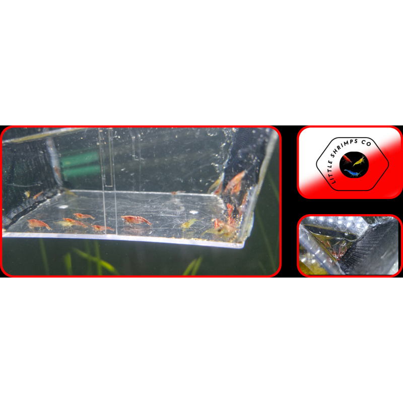 31+2 Mix of Clear Sakura and Red Cherry Neocaridina Shrimps