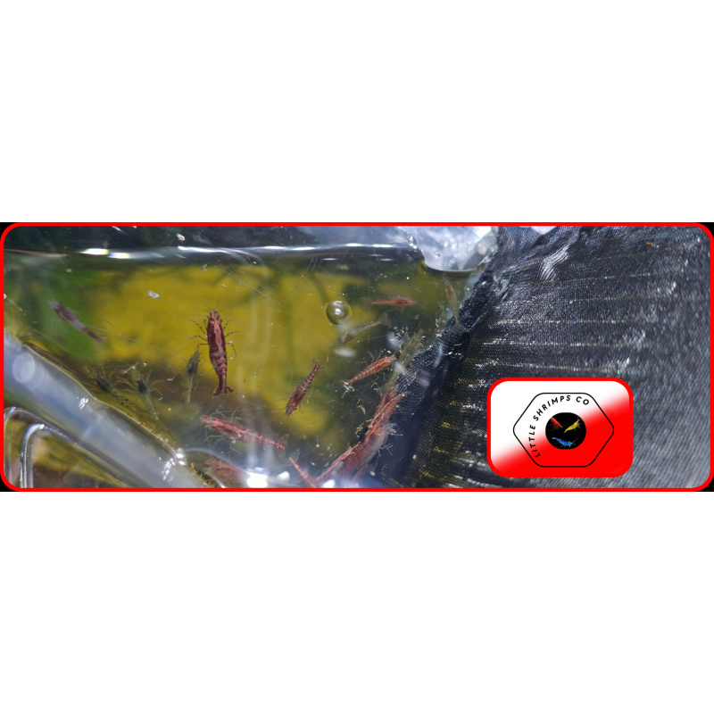 31+2 Mix of Clear Sakura and Red Cherry Neocaridina Shrimps