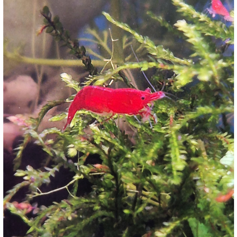 10 +1 DOA red shrimp that came from a black shrimp, breeding that line