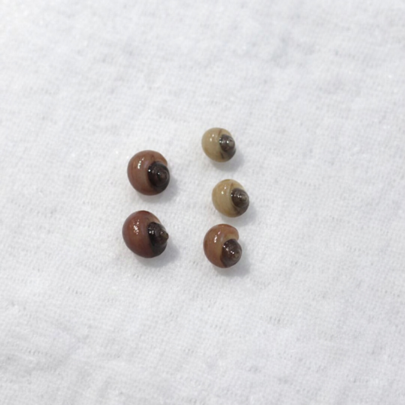 5x Baby Mystery Snails (Magenta & Ivory)