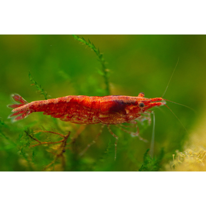 Medium / Low grade Red Cherry Shrimp Neocaridina
