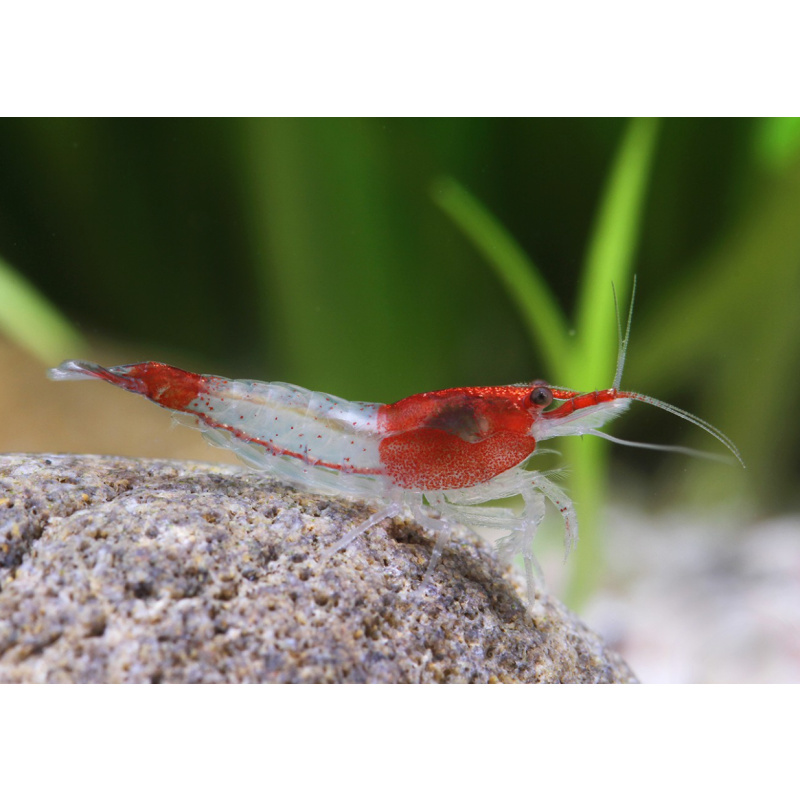 SOLD OUT  - Red Rili Shrimp (Neocaridina) x 5