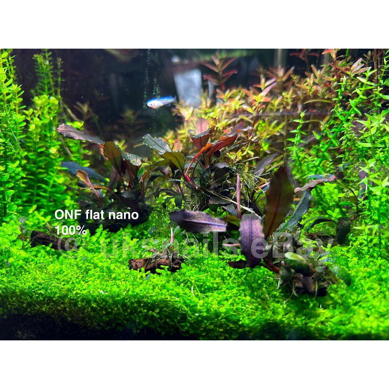 Bucephalandra Brownie Ghost 2011 ( NO SNAILS )