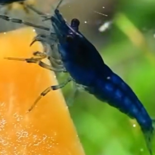 5x High Grade Blue Shrimps Various deals available READ DESCRIPTION