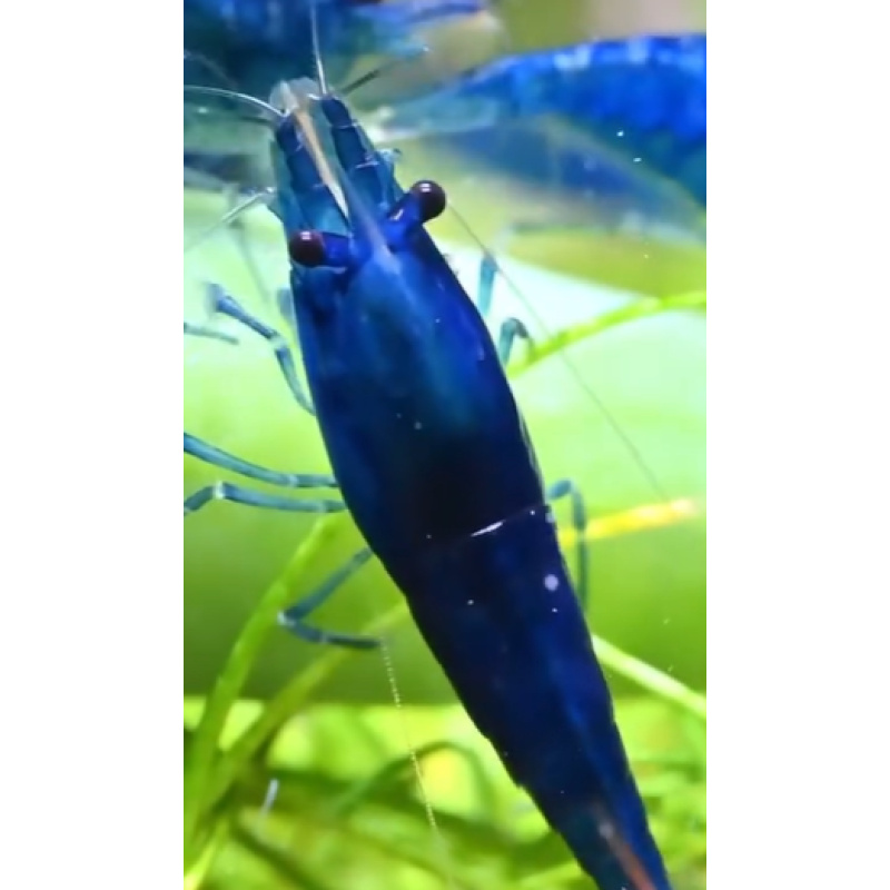 5x High Grade Blue Shrimps Various deals available READ DESCRIPTION