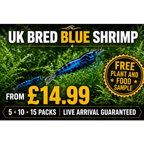 UK-Bred Blue Dream / Blue Velvet Shrimp – 5 Pack | Vibrant Solid Blue | Free Plants + Food Sample