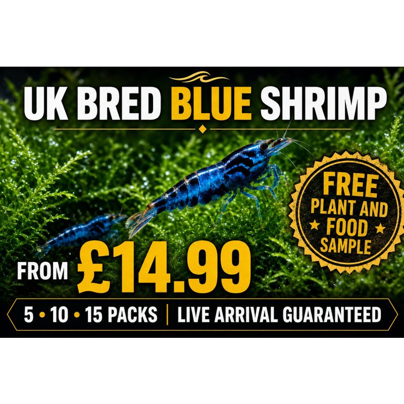 UK-Bred Blue Dream / Blue Velvet Shrimp – 10 Pack | UK Home-Bred | Free Plants + Food Sample