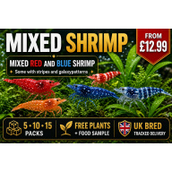Mixed Red Galaxy Marking Shrimp 5 Pack | Clear + Red + Orange + Blue | Free Plants + Food Sample