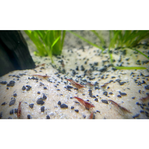 20+2 Red Cull Neocaridina Shrimps