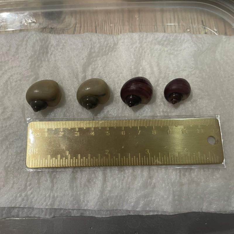 2x  Young Mystery Snail (Magenta)