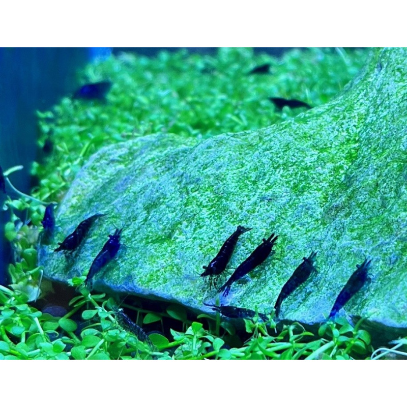 Blue dream/velvet shrimps (Neocaridina davidi) *FREE delivery around Manchester*