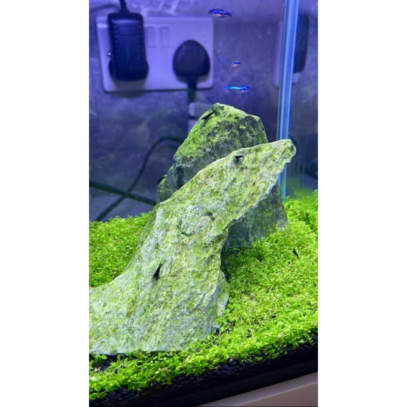 Blue dream/velvet shrimps (Neocaridina davidi) *FREE delivery around Manchester*