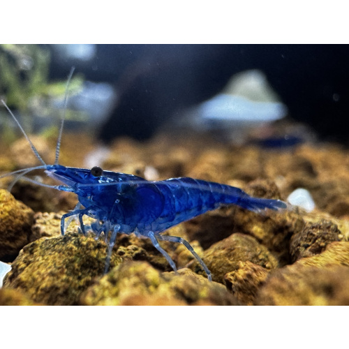 Ultra Blue Dream Neocaridina 10+1