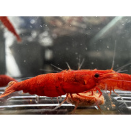 Ultra Fire Red Neocaridina 10+1