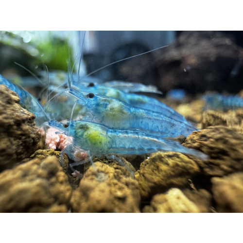 Ultra Blue Jelly Neocaridina 10+1