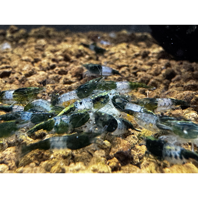Green Rili  Neocaridina 10+1