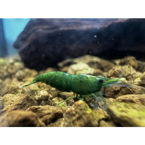 Ultra Green Jade  Neocaridina 10+1