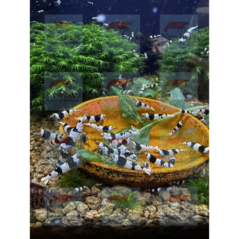 10+1 Crystal Black Shrimp