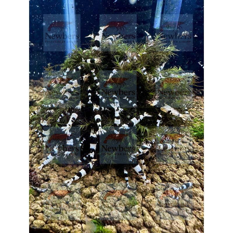 10+1 Crystal Black Shrimp