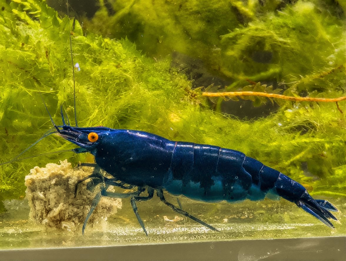 Rare High Grade Orange Eye Blue Devil Shrimp