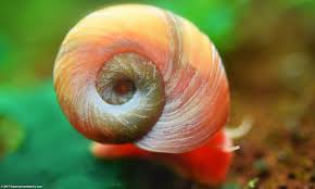 Ramshorn Snails 10 GBP for 20