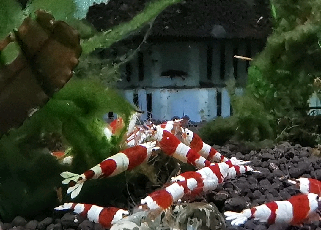 13 CRYSTAL RED SHRIMP PURE SELECTED STROMG COLOR. HIGH QUALITY