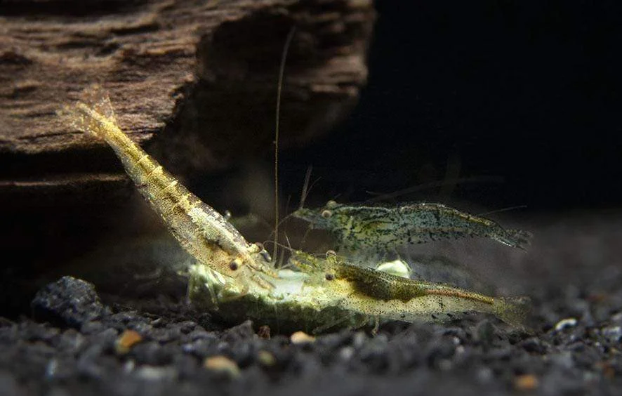 Exclusive Neocardina and Wild Shrimp Bundle: 12 for 10 - Limited Stock, Order Now!