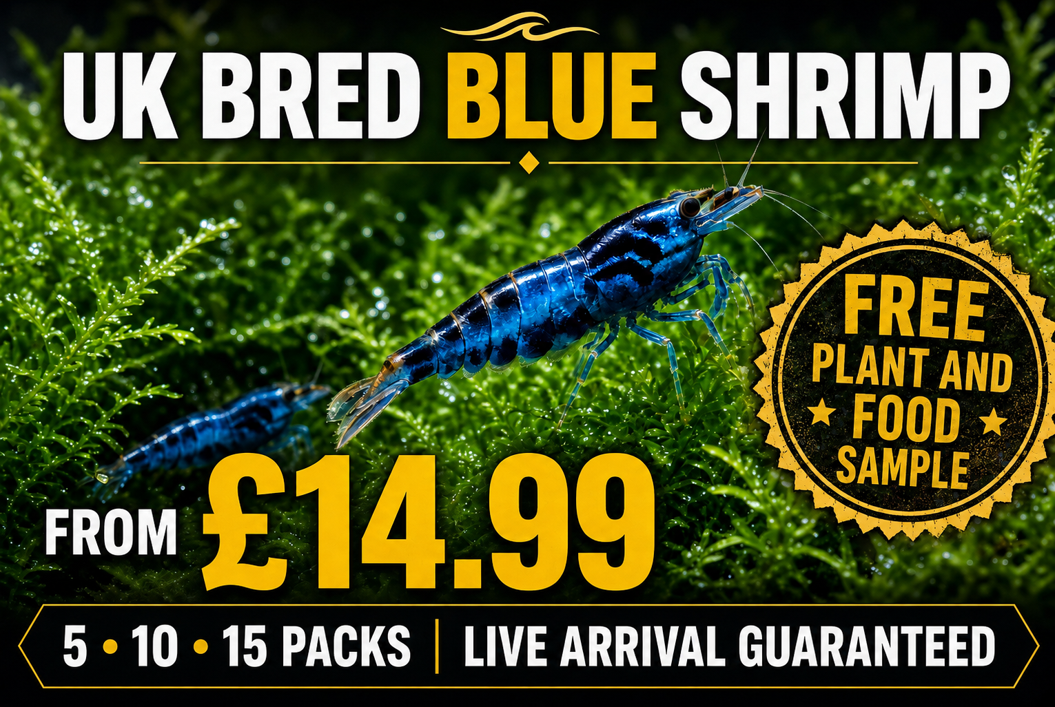 UK-Bred Blue Dream / Blue Velvet Shrimp – 5 Pack | Vibrant Solid Blue | Free Plants + Food Sample