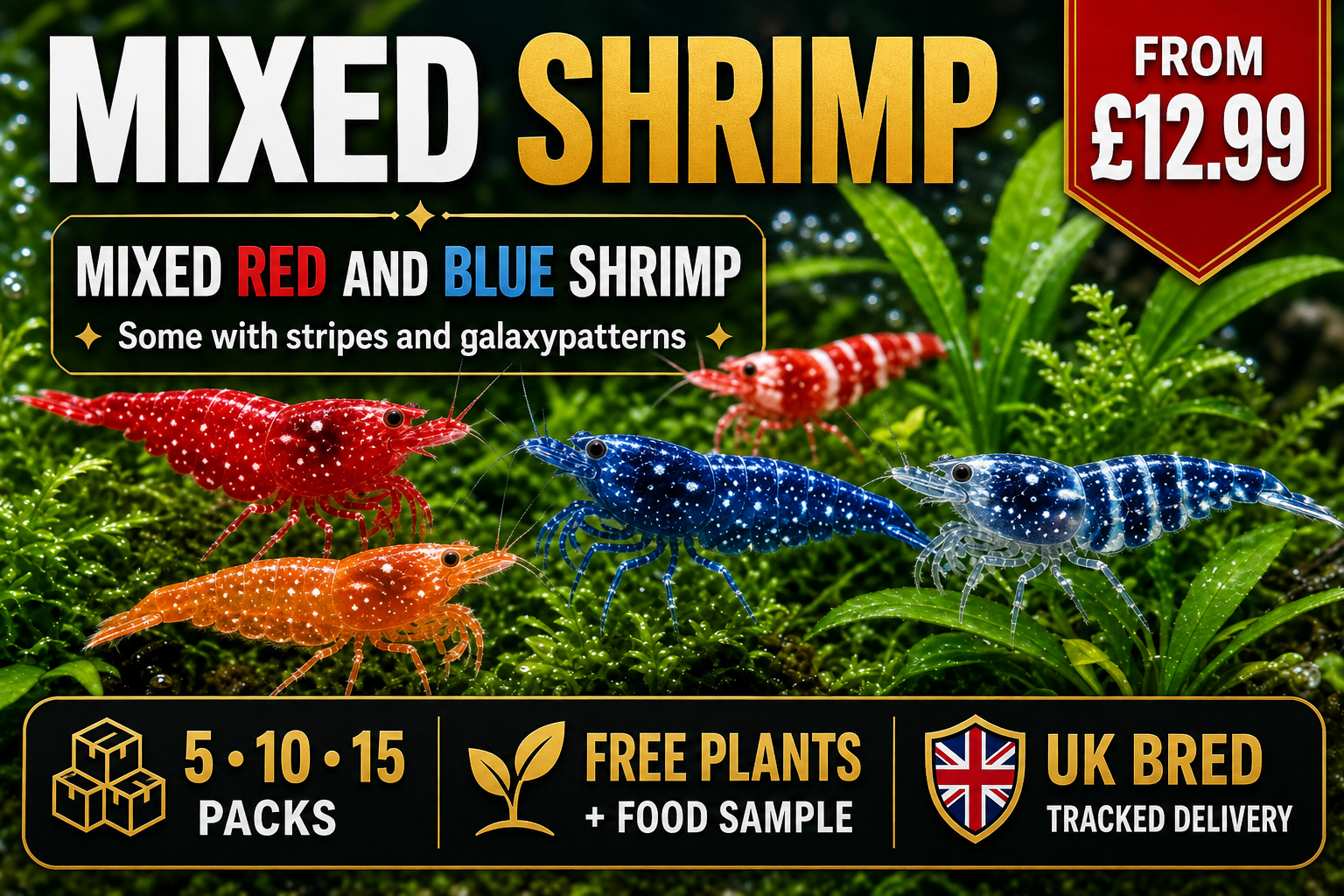 Mixed Red Galaxy Marking Shrimp 5 Pack | Clear + Red + Orange + Blue | Free Plants + Food Sample