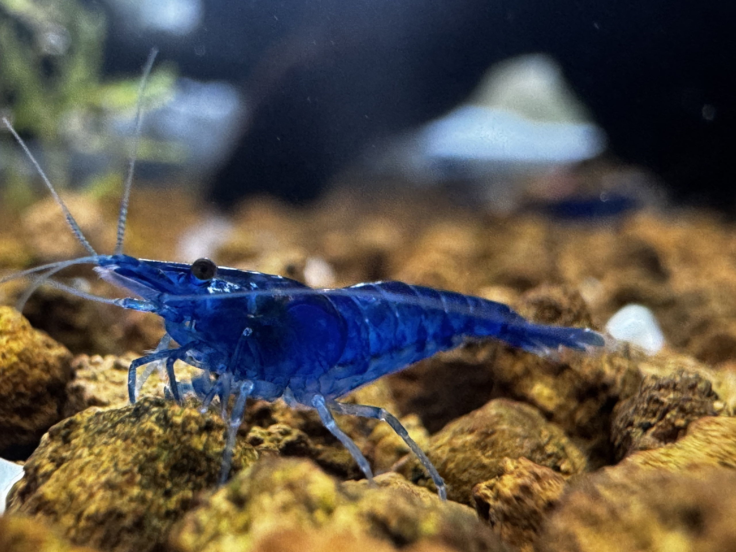 Ultra Blue Dream Neocaridina 10+1