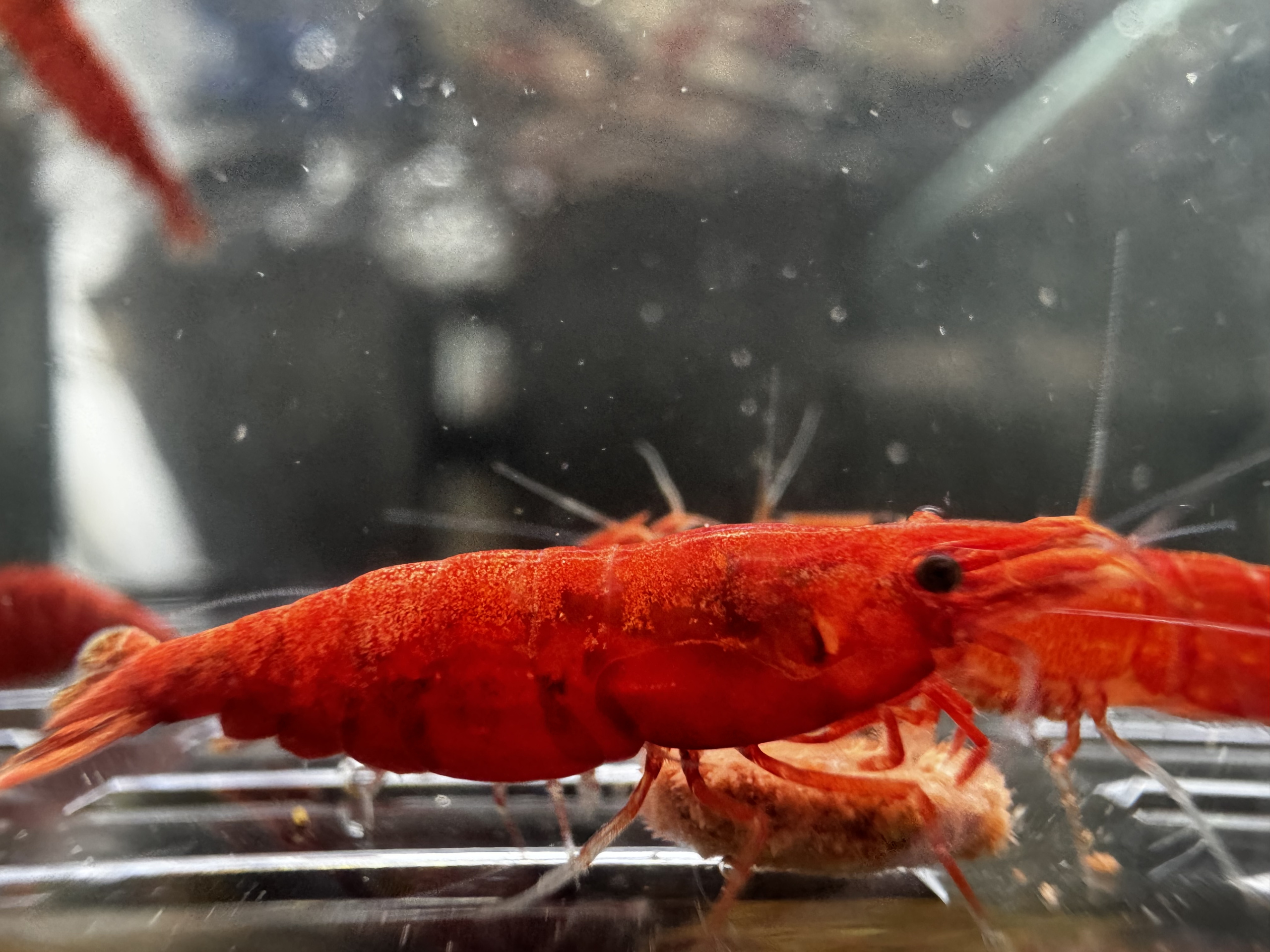 Ultra Fire Red Neocaridina 10+1