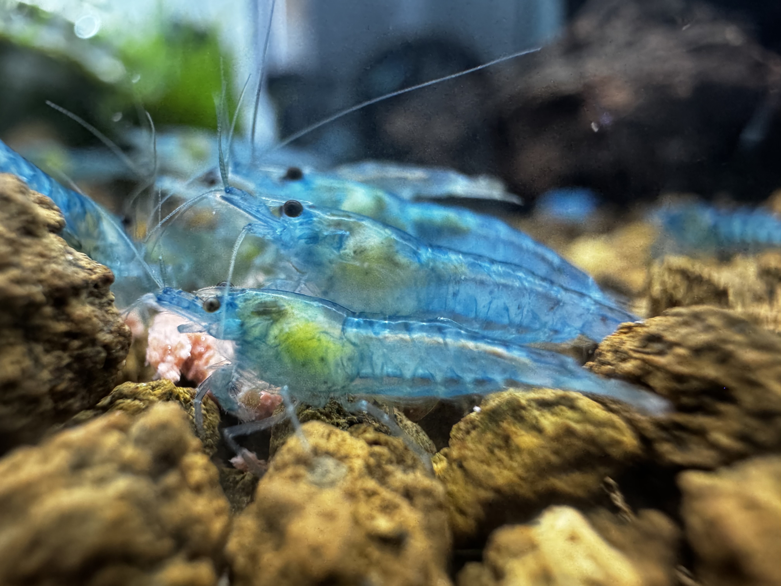 Ultra Blue Jelly Neocaridina 10+1