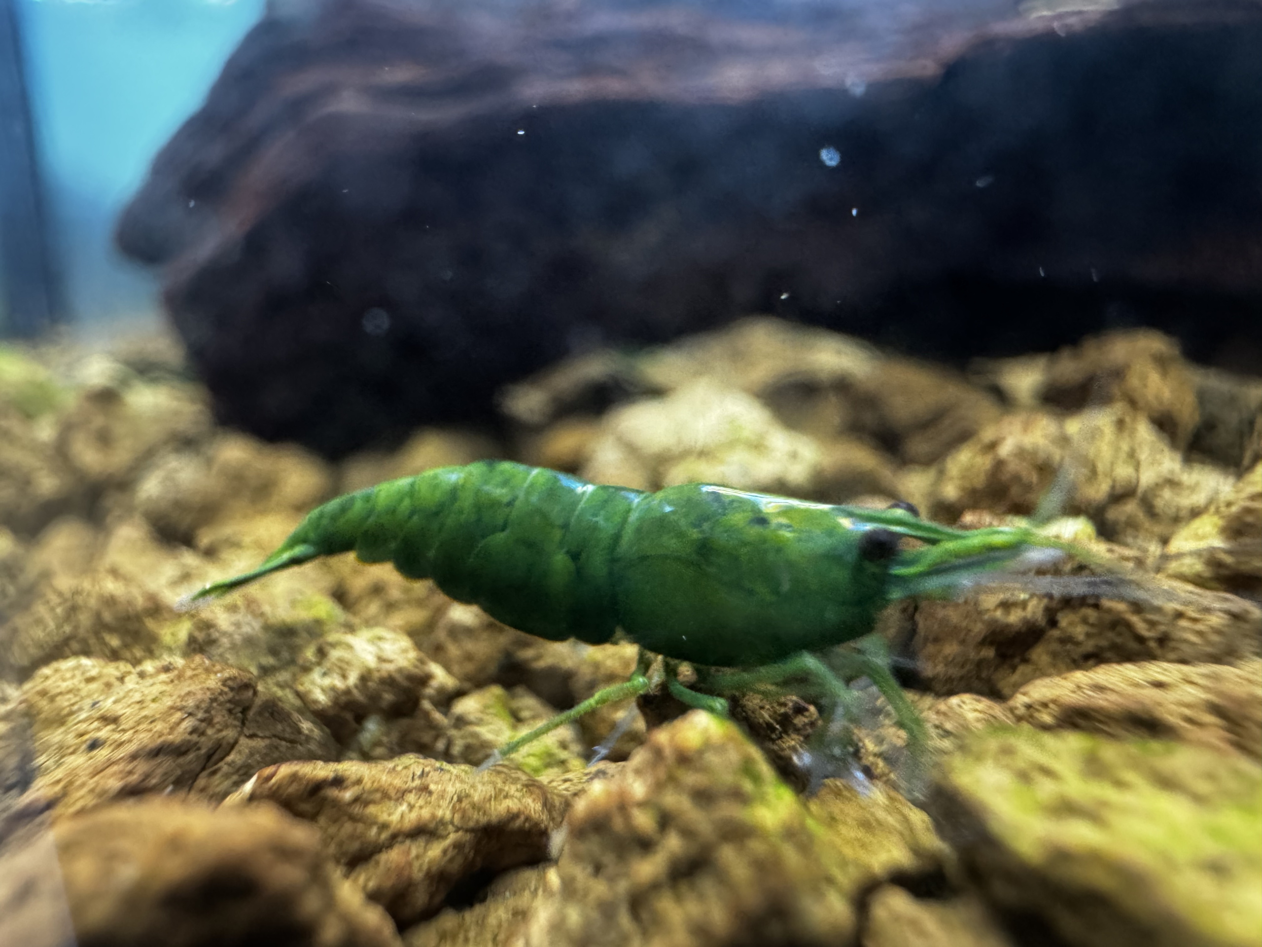 Ultra Green Jade  Neocaridina 10+1